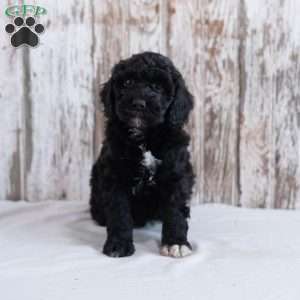 Hawk, Mini Labradoodle Puppy